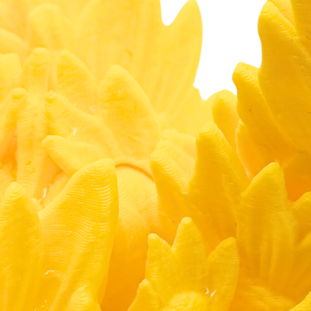 Sonnenblumendrachen Baby