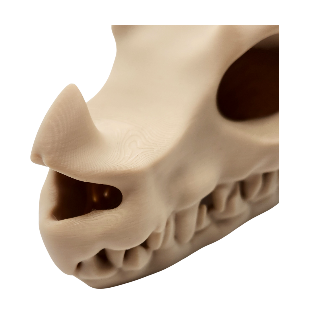 Drachenschädellampe