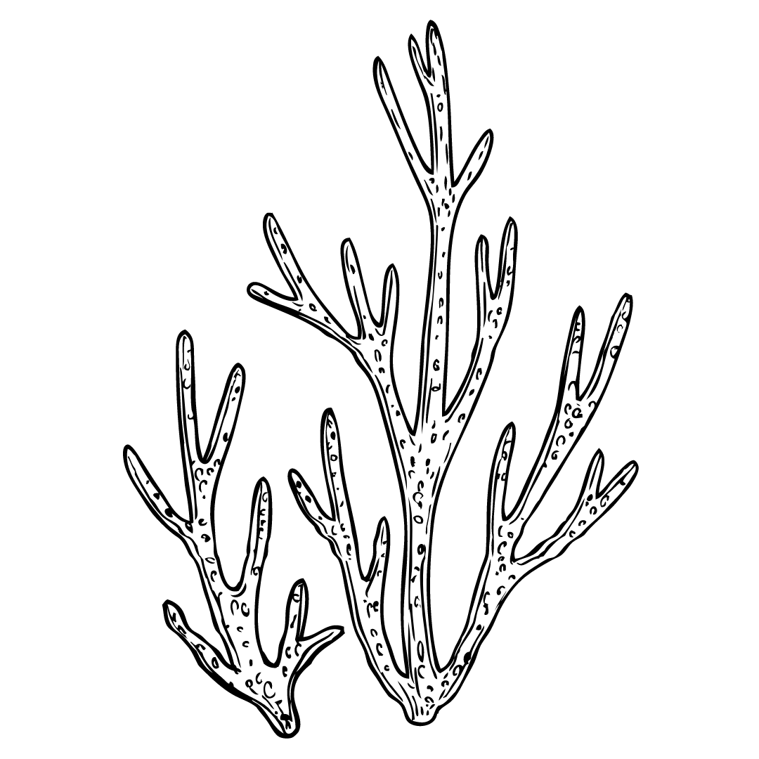 Alt Image